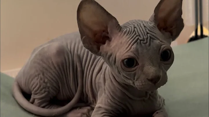 Video 3529481: sphynx kitten female, sphynx kittens blue, sphynx cattery, adopt sphynx