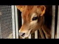 Mooing calf - Loeiend kalf