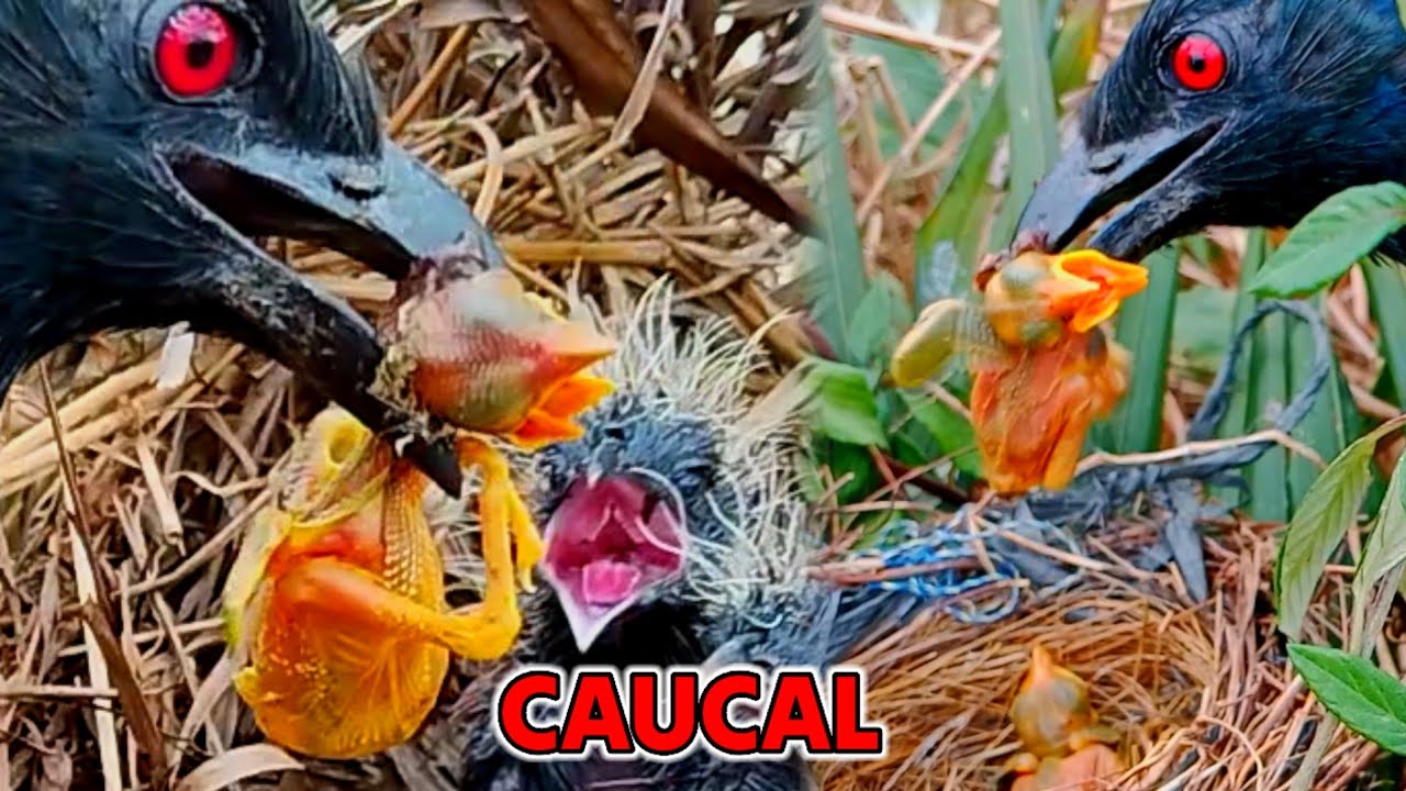 OTHER BIRD THIEVES MAKE FOOD FOR THEIR YOUNG