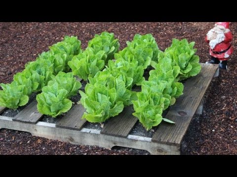 วีดีโอ: DIY Pallet Potato Planter – เรียนรู้เกี่ยวกับการปลูกกล่องมันฝรั่งพาเลท