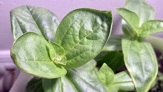 Growing ZINNIA from Seeds