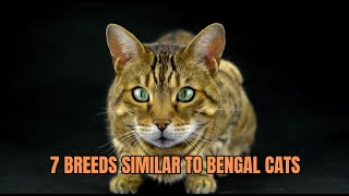 7 Breeds Similar To Bengal Cats