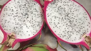 siang-siang makan buah naga