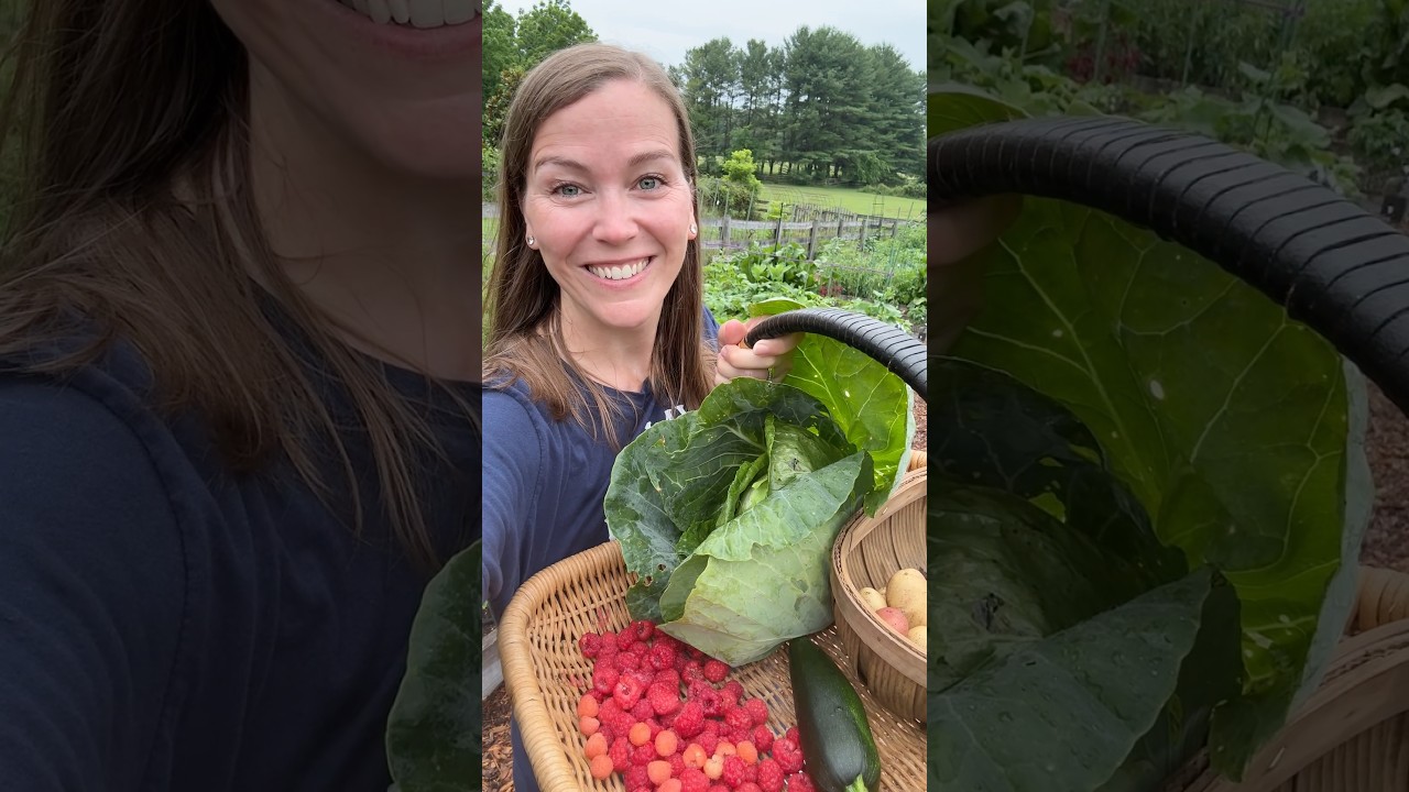 Early Morning Harvest Walk #harvest #garden #backyardgarden #growyourownfood #gardening #maryland