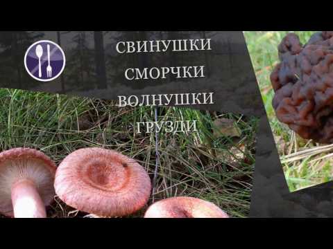 YouTube видео