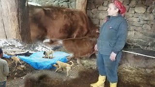 Köy Hayati.arilari Çikardik ,Yavru Kangalli Sahi̇bi̇ne Verdi̇m .