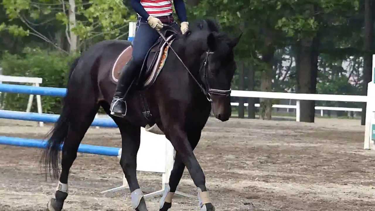 ４鞍目 ５鞍目 乗馬日誌