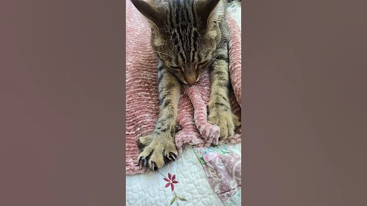 Watch the video about #cat #trending #bobtail #ragdolls