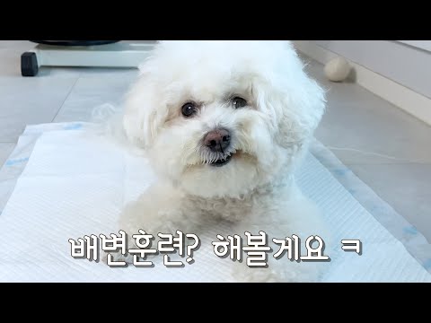 누구나 쉽게 할 수 있는 <strong>강아지</strong> <strong>배변훈련</strong> 방법 😏