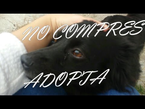 Video: 10 maneras de ayudar a su refugio de animales local