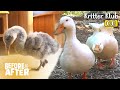 Baby Black Swan Gets Bullied By Ducks For... | Before &amp; After Makeover Ep 82