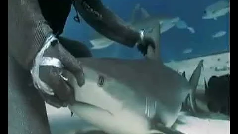 ¿Por qué tocar la nariz de un tiburón?