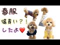 愛犬の為に買った春服が可愛すぎる！『ビションプーのぷぷ』