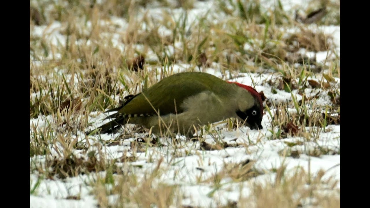 Žluna ve sněhu hledá obživu