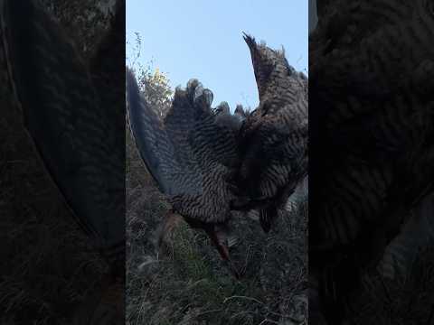 Sık çalılıkta çulluk avı 🔥 #hunting #mountains #çulluk #ingilizpointer #nature