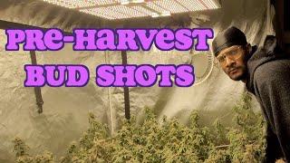 Pre-Harvest Bud Shots 📸 with SilkySlim416