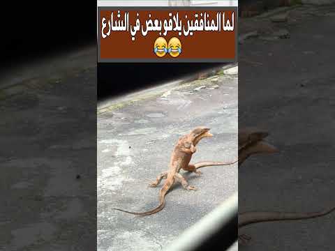 لما المنافقين يلاقو بعض في الشارع ضحك ترند اكسبلور