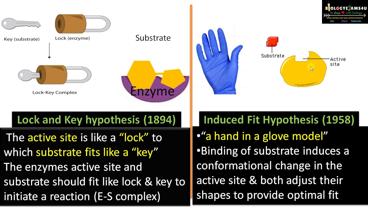 lock and key hypothesis pdf