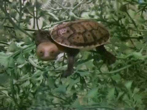 Northern Snake-necked Turtle (Macrochelodina rugosa) iPhone Video - YouTube