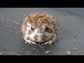 恥ずかしがり屋のカエルが目を合わせてくれません。 The rain frog which looks away