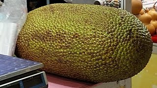 Ora mangan nongkone kenek pulute blundrah summm