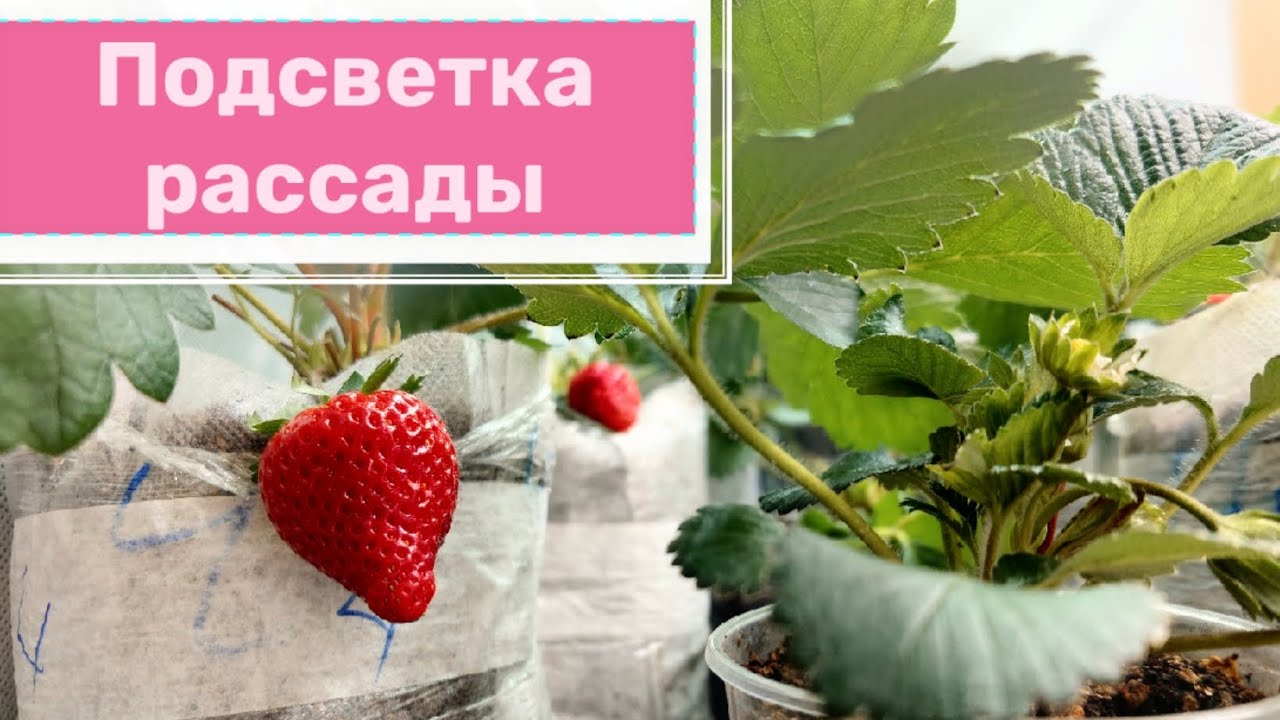 Стеллаж с рассадой под светодиодными лампами