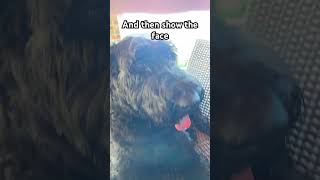 Paw and then face #dogshorts #dog #doglover #doglife #giant schnauzer #dog funny