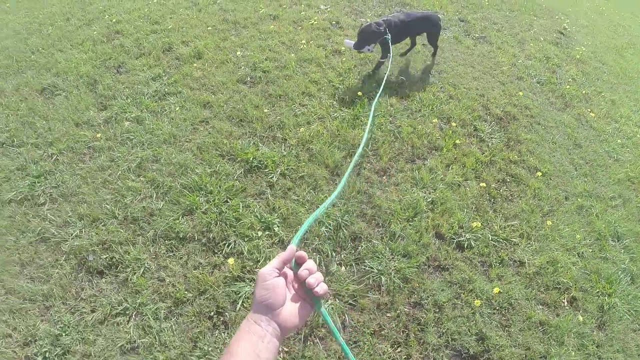 Retriever Training YouTube
