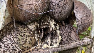 Stingless Beeeduction Method Cocotech Colonies Harvest And Split