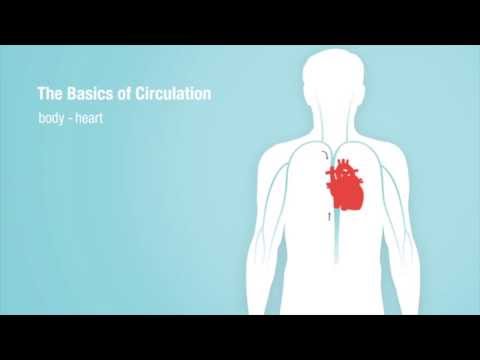 the-basics-of-heart-circulation