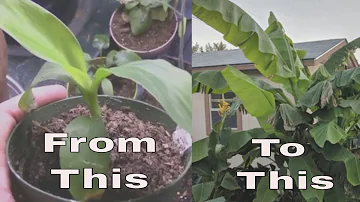 Can a banana tree survive winter?