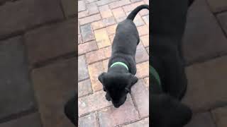 AKC BLACK LAB PUPPIES