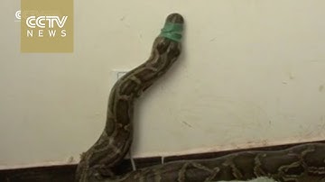 Watch：100-year-old python rescued and released into the wild