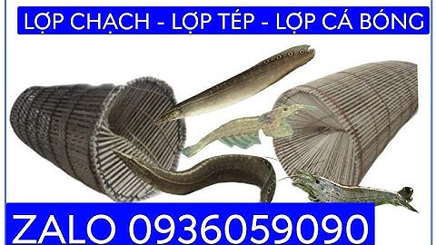 Bán lợp cá chạch. Bán lợp tép. Bán bẫy cá chạch. Bán bẫy tép. Bán lợp cá bóng dừa. Bán lờ cá chạch.