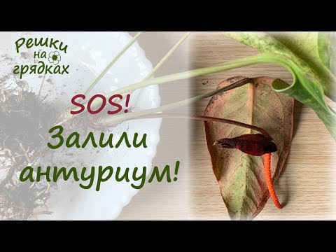 Video: Hvorfor Blir Anthuriumblader Gule
