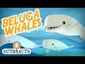 Octonauts - Beluga Whales | Full Episode | Cartoons for Kids