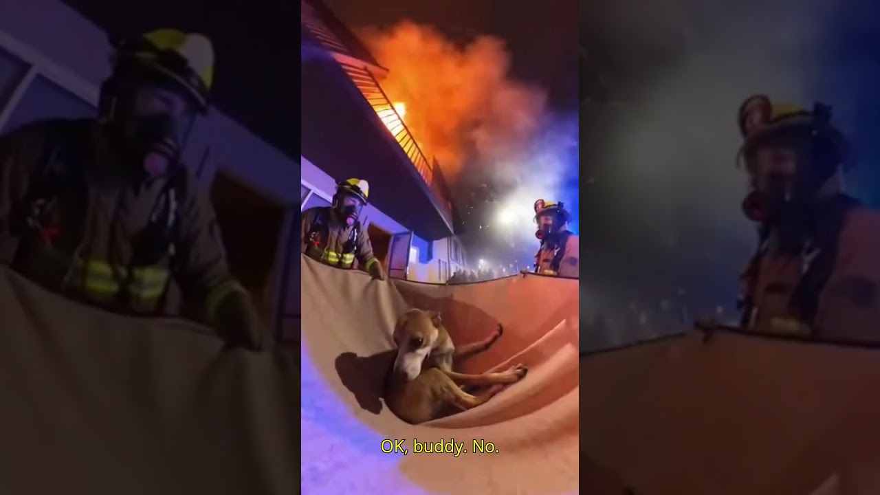 Dog jumps from burning building 