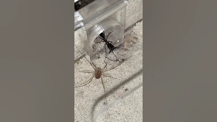 Trap-jaw ants VS Spider