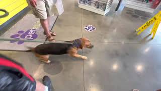 Picking up our bigger dog from Pet suites|*Please like,comment, and share*| Chloe Alford