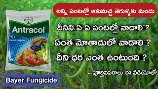 bayer Antrocal Fungicide full information in telugu || propineb 70 % wp || Zink || contact fungicide