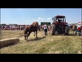Concurs cu cai de tracțiune-proba de simplu-Negresti Oas,Satu Mare2018