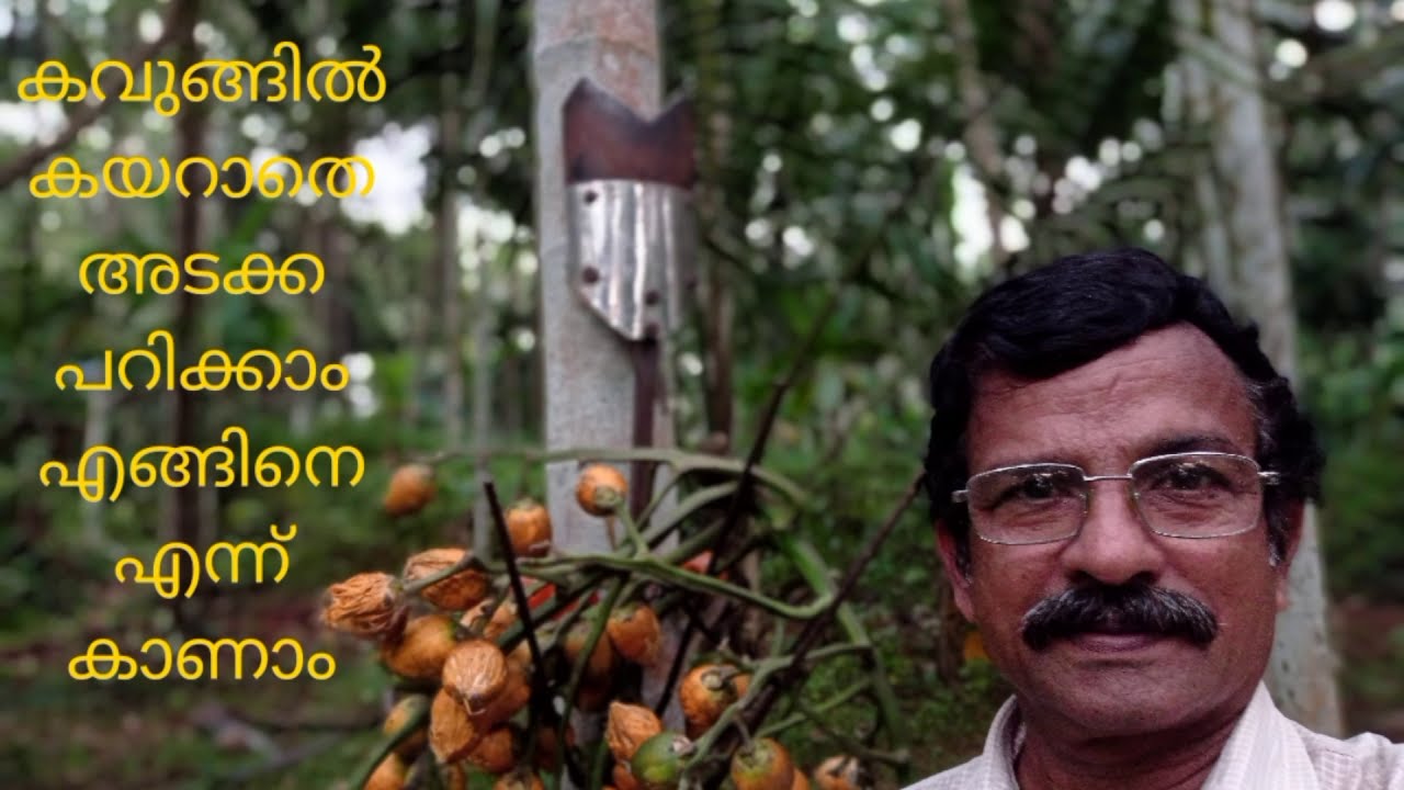 കവുങ്ങിൽ കയറാതെ യന്ത്രം ഉപയോഗിച്ച് എങ്ങിനെ അടക്ക പറിക്കാം എന്ന് കാണാം