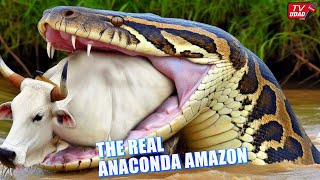 Ganasnya Anaconda Sebesar Drum Makan Sapi Direkam Warga !! Endingnya Ular Raksasa Ini Kesakitan...