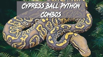 Cypress Ball Python Morph Combos | Jack