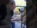 ये बेजुबान केवल बोल नही सकते हैं ll #dog #animals #shorts