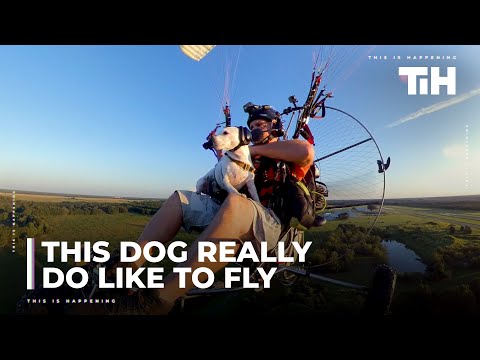 Man Flies Paramotor With Pet Dog in his Lap