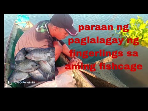 paraan ng paglalagay ng fingerlings sa aming fishcages