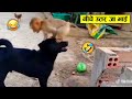 कुत्ते की तों बैंड ही बजा दी बंदर ने 😂🤣 ll Monkey funniest moment caught on camera