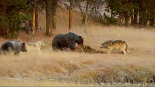 Медведь отбирает добычу волков.  Медведь грозный хищник лесов!