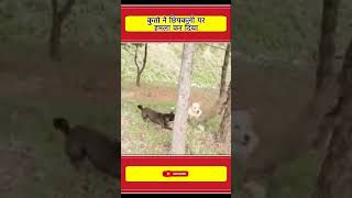 कतत न छपकल पर हमल कर दय